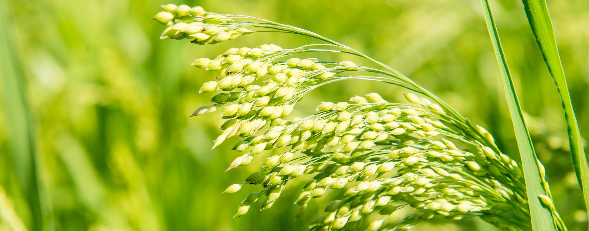Millet